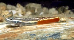 Male specimen from Normanby Island, Papua new Guinea.