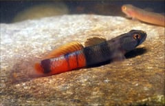 Adult male from New Guinea; locality unspecified.