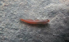 Nuptial male in nature at an undisclosed locality in the Philippines.