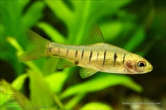 Adult male from the Singapore aquarium trade.
