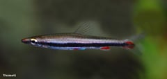Adult male specimen in the aquarium.