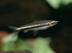 N. marilynae is rare in the aquarium trade...