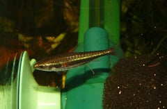 Like other Nannostomus spp. N. minimus should be maintained in a group.