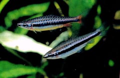 Adult pair of N. nitidus, male at top.