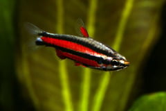 Nuptial adult male individual of N. rubrocaudatus.