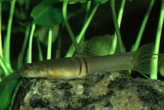 This species has two dark vertical bars below the dorsal-fin and lacks black markings at the base of the caudal-fin.