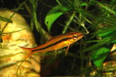 Nuptial male individual.