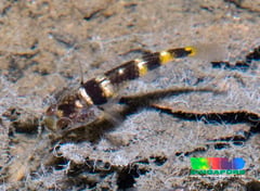 The fish in these images were photographed in a mangrove habitat in Admiralty Park, northern Singapore, and match the description of B. kabiliensis quite closely.