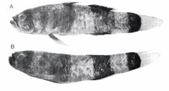 This image depicts two preserved adult females from Surabaya, Java; type locality of the species.