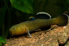 Adult male individual in spawning condition.