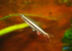 This species swims at a characteristic oblique angle.