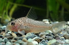 Specimen from the aquarium trade.