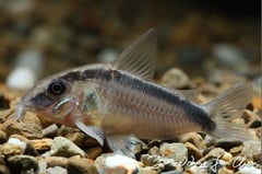Adult specimen from the aquarium trade.