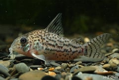 Specimen from the aquarium trade.