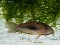 The origins of commercially-produced 'C. aeneus' remain unclear.