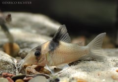 Specimen from the aquarium trade.