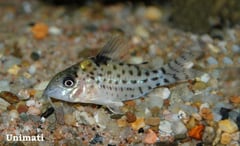 Specimen from the aquarium trade...