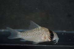 Wild specimen from the Río Tigre, Peru.