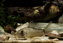 Specimen from the German aquarium trade.