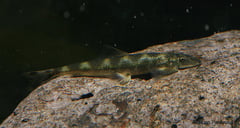 Specimen from southern Thailand.