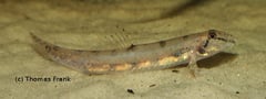 This species must be provided with a soft, ideally sandy, substrate to allow it to display natural behaviour.