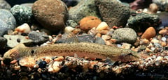 Wild-collected specimen from western Thailand.