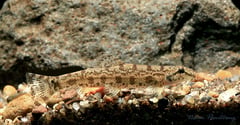 Specimen from the Salween river basin, western Thailand.