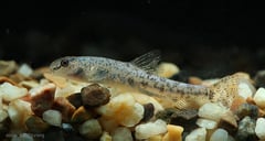 Specimen from eastern Thailand.