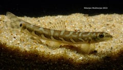 Light-coloured specimen from Kerala state, southwestern India.