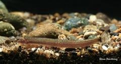 Specimen from Thailand.