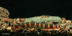 Specimen from Thailand.