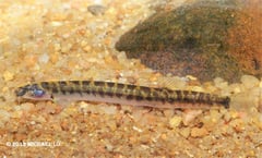 Specimen from the upper Sungai (river) Sarawak, Malaysia (Borneo). P. shelfordii was described from this river basin.