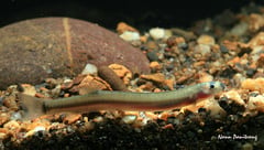 This is the most commonly sold, lighter-coloured form with hyaline pectoral fins and more-or-less colourless barbels.