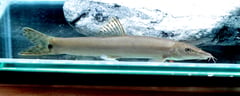 The identity of this fish remains unclear.