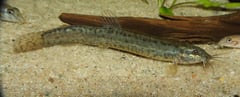 Female individual.