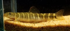 The identity of this species is unclear.
