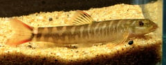 The identity of this fish is unclear, although it's appeared in the aquarium trade on several occasions.