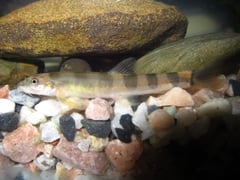 Specimen collected from the Tuiriam River, Mizoram state, northern India.