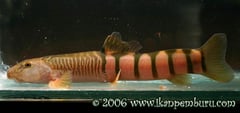 Wild-collected specimen which appears to have a damaged dorsal-fin.