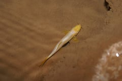 Dorsal view of specimen in its natural habitat.