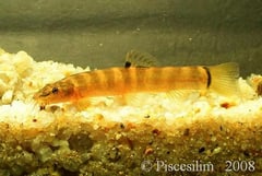 Wild-collected subadult.