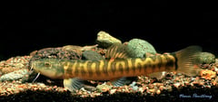 Specimen from northern Thailand.