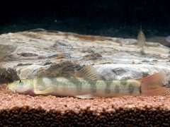 Recently-deceased specimen.