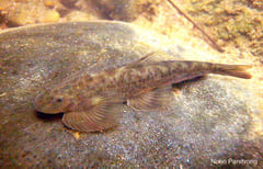 This species may not yert have appeared in the aquarium hobby.