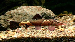 Adult specimen from southern Thailand.