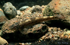·Wild specimen from the Salween watershed, Thailand.