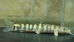 This fish has been traded as Schistura scaturigina...