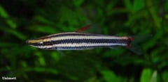 Young adult individual from the Danish aquarium trade.