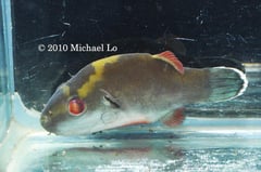 Adult male specimen from the upper Batang Sadong drainage, Sarawak state, Malaysia (Borneo).