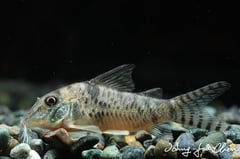 Young adult individual.
